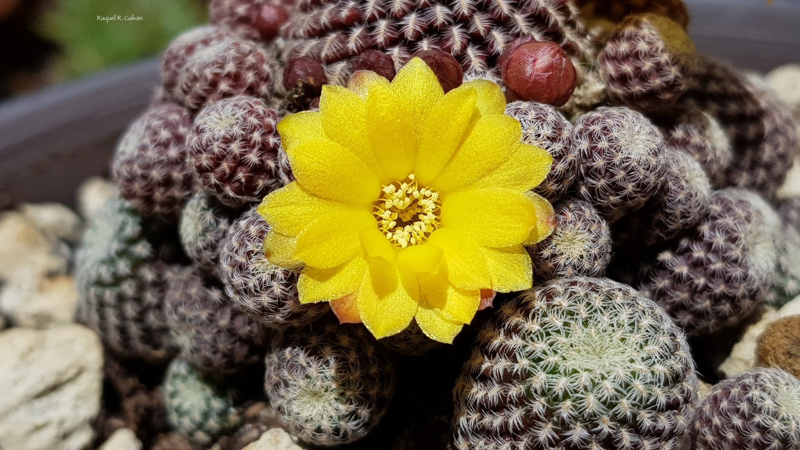 Sulcorebutia%2BLangeri%2Bflor.jpg