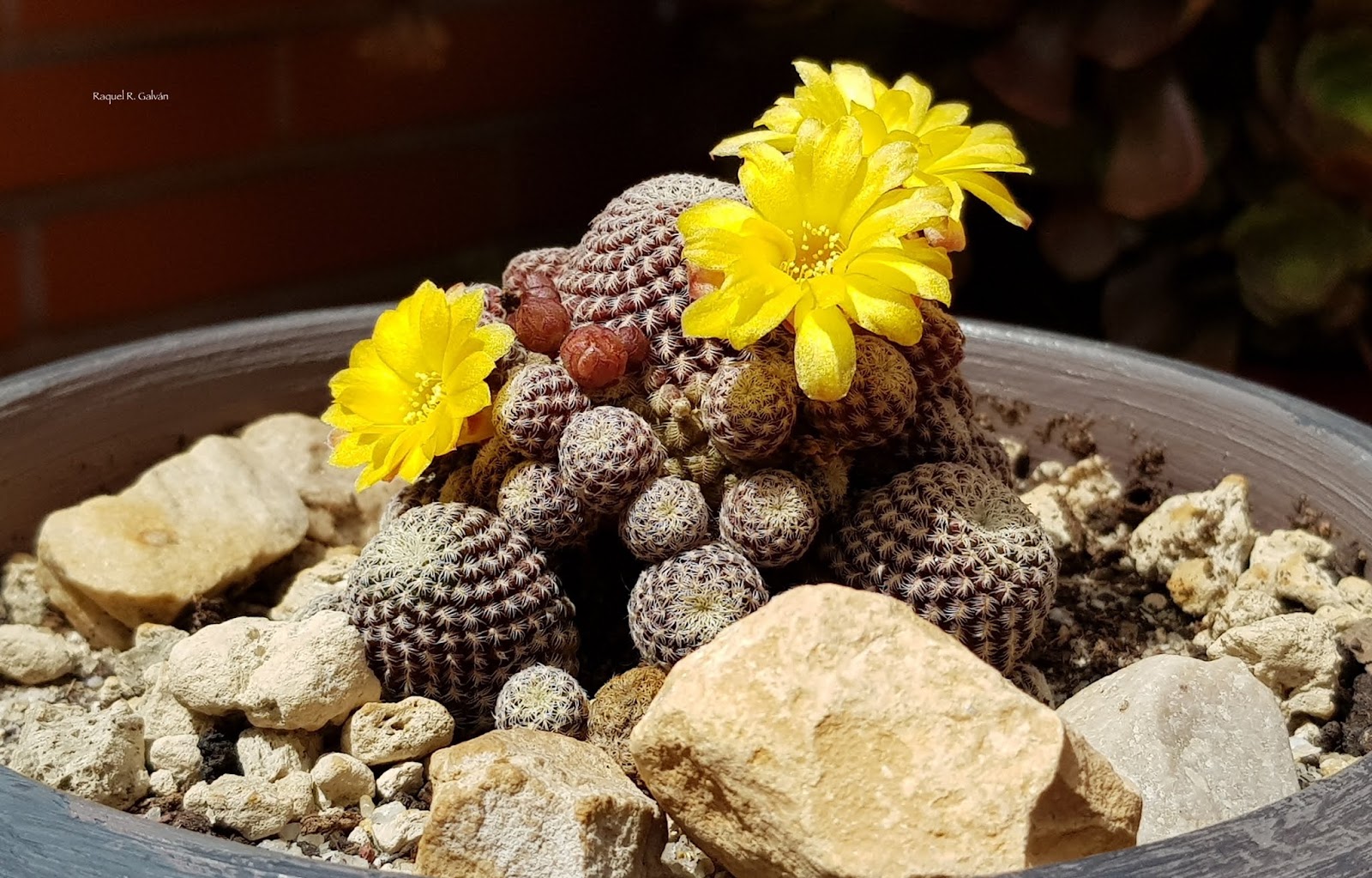Sulcorebutia%2BLangeri.jpg