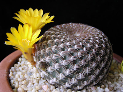 Sulcorebutia+arenacea.JPG