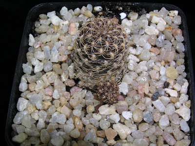 Sulcorebutia+breviflora+L314+violet.JPG