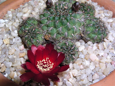 Sulcorebutia+canigleralii+2.JPG