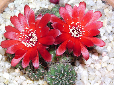 Sulcorebutia+canigleralii+(flor).JPG