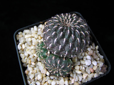 Sulcorebutia+heinzii+HS151.JPG
