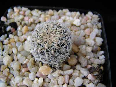 Sulcorebutia+kruegeri.JPG