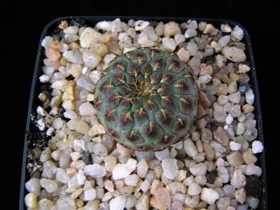 Sulcorebutia+rauschii+blond.JPG
