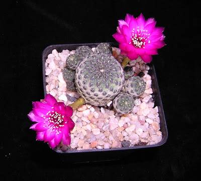 Sulcorebutia+rauschii+(flor)2.JPG