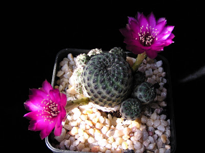 Sulcorebutia+rauschii+(flor)3.JPG