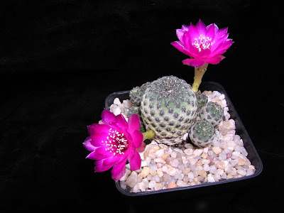 Sulcorebutia+rauschii+(flor).JPG