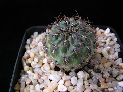 Sulcorebutia+tarabucoensis+HS262.JPG