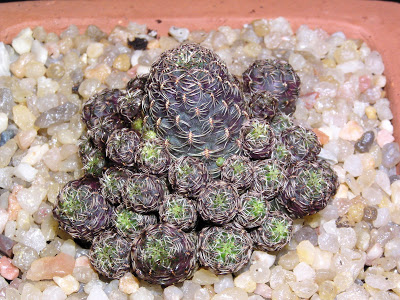 Sulcorebutia+tatarensis+v.+minima.JPG