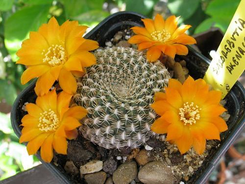 Sulcorebutia_akenacea.JPG