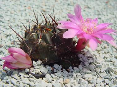 Sulcorebutia_steinbachii_var_horrida_WR259.jpg