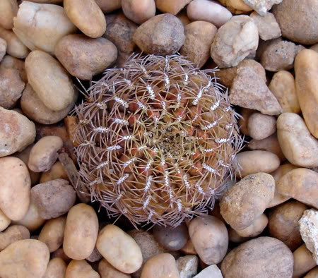 sulcorebutiaarenacea06_2008.jpg