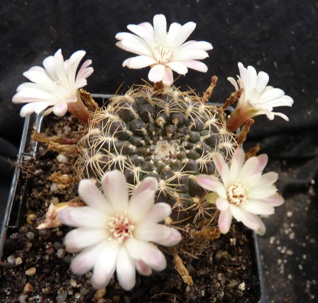 Sulcorebutiabreviflorasubsplauibl08_zps206e167d.jpg