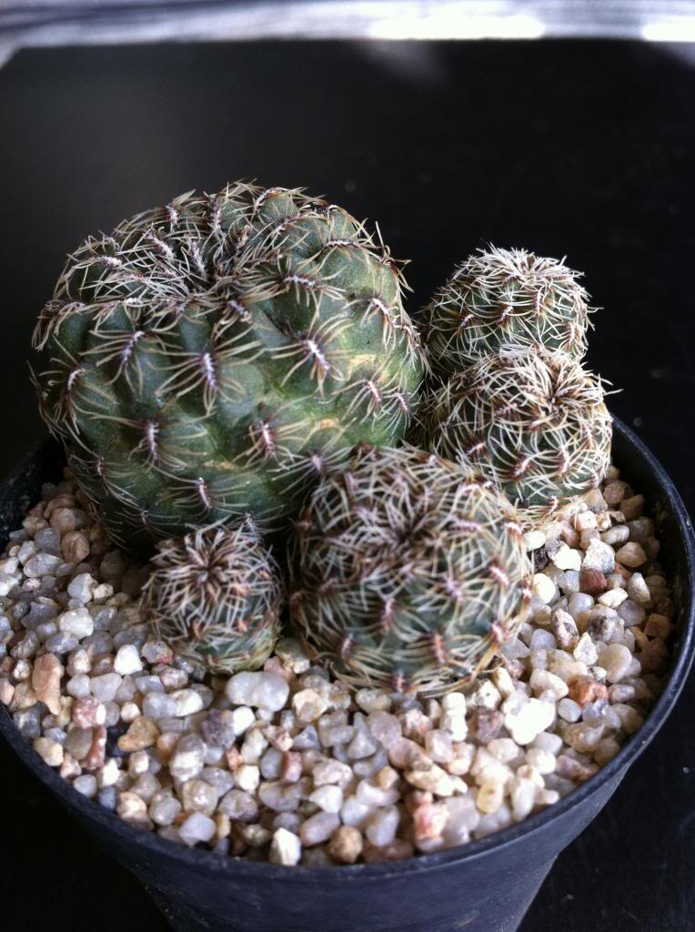 sulcorebutiacanigueraliiaplanata2_zpsf4ff5cc5.jpg