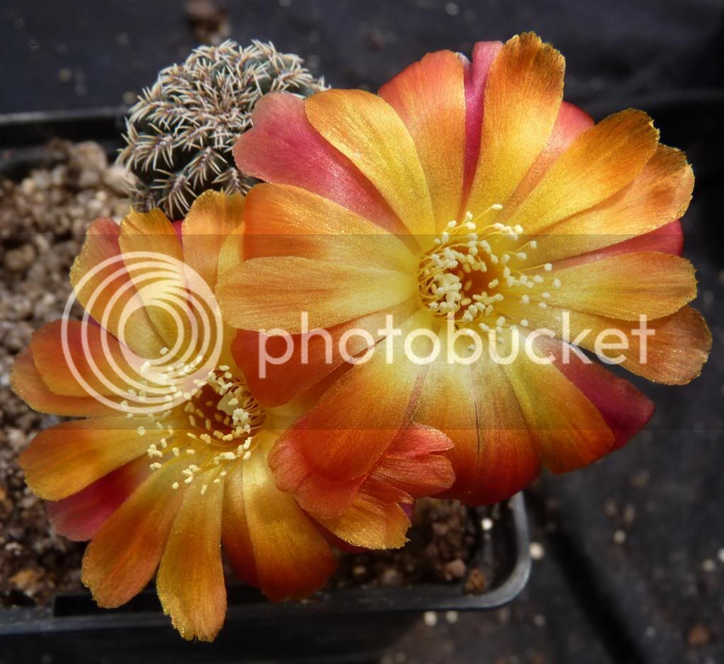 SulcorebutiacanigueraliiG02011_zps4c368464.jpg