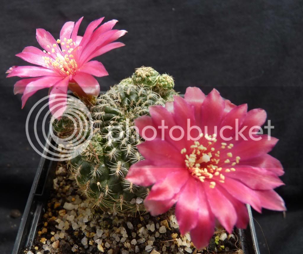 Sulcorebutiacanigueraliivarapplanata01_zpsc50a7f30.jpg