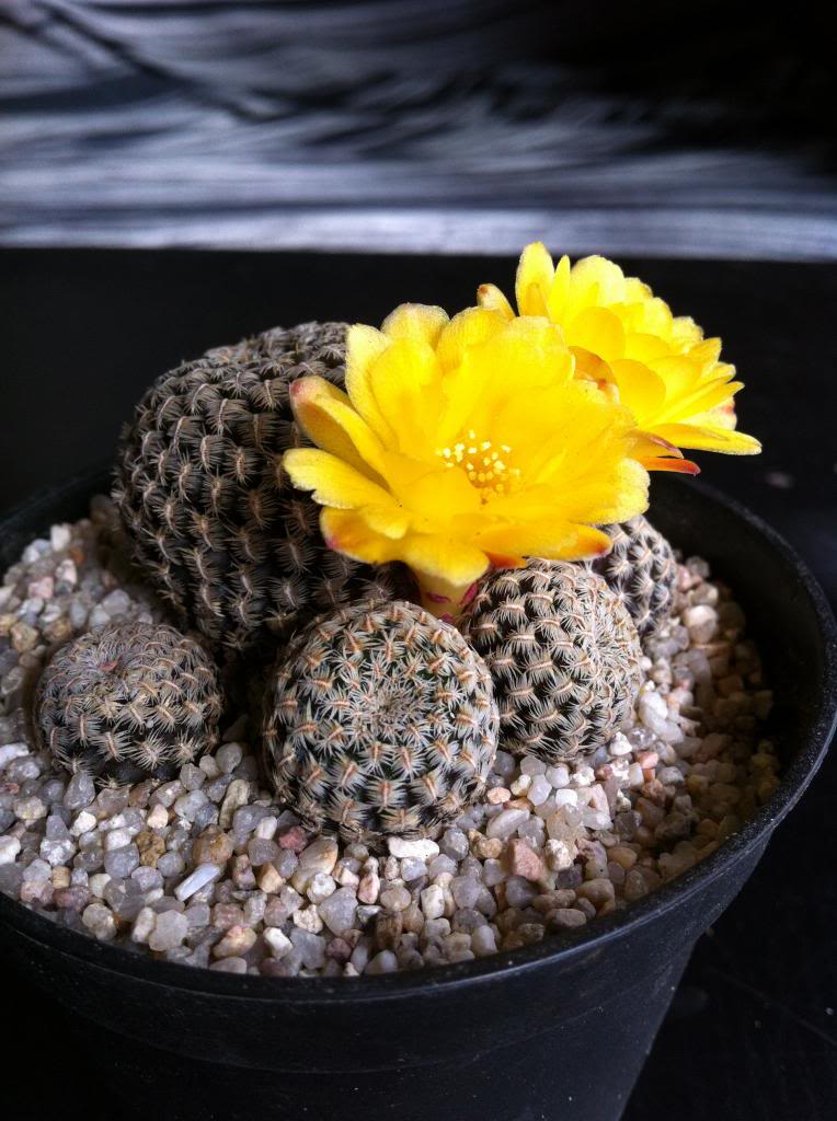 sulcorebutialangerii2_zps1318807a.jpg