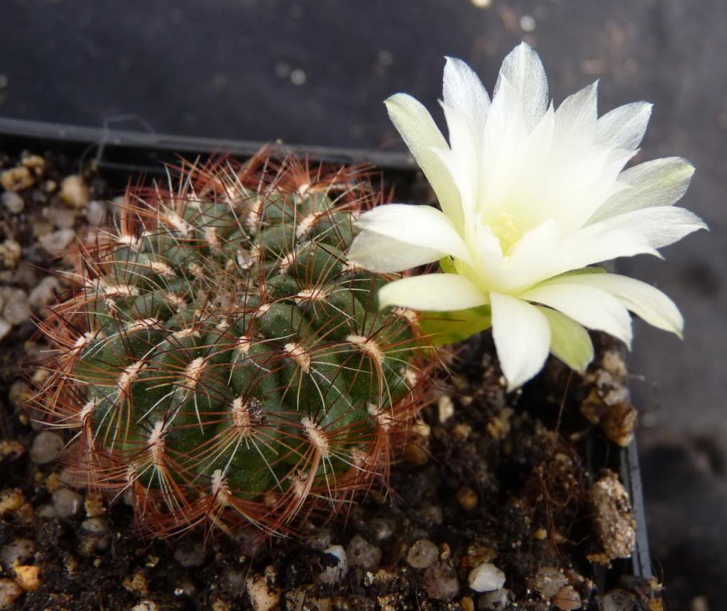 SulcorebutiamentosafaalbifloraHS4804_zpsab6417c1.jpg