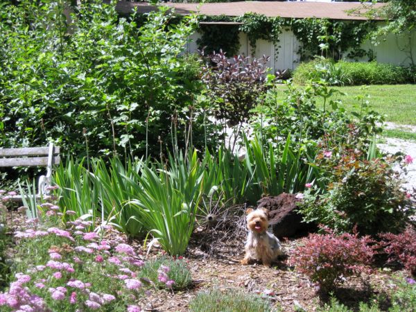 summer_garden_and_gifts_028.jpg