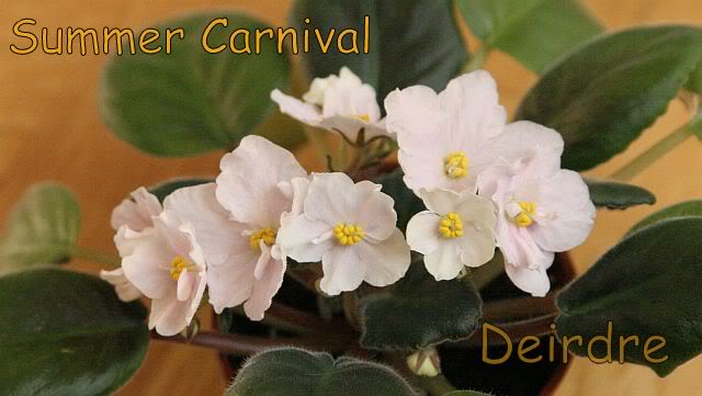 SummerCarnival03.jpg