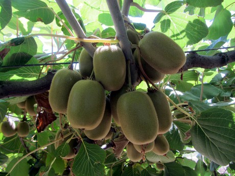 Summerfruit_2.JPG