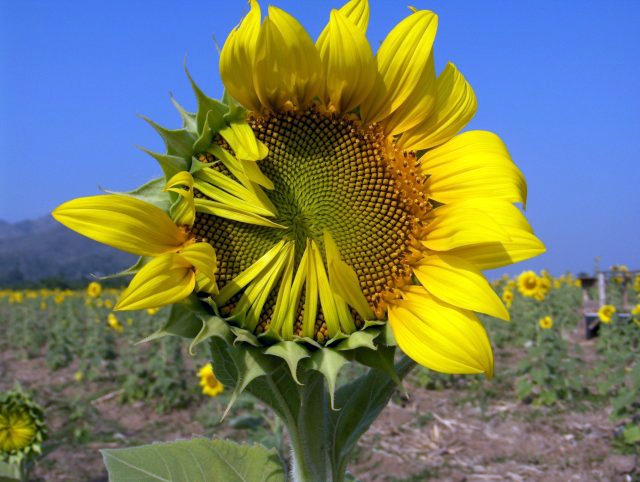 Sunflower_opening_3-KayEss-1.jpe