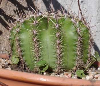 Super%20bolita%202.jpg