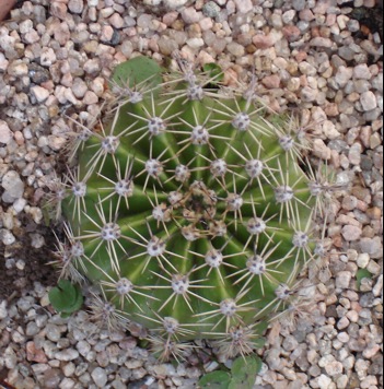 Super%20bolita%7E0.jpg