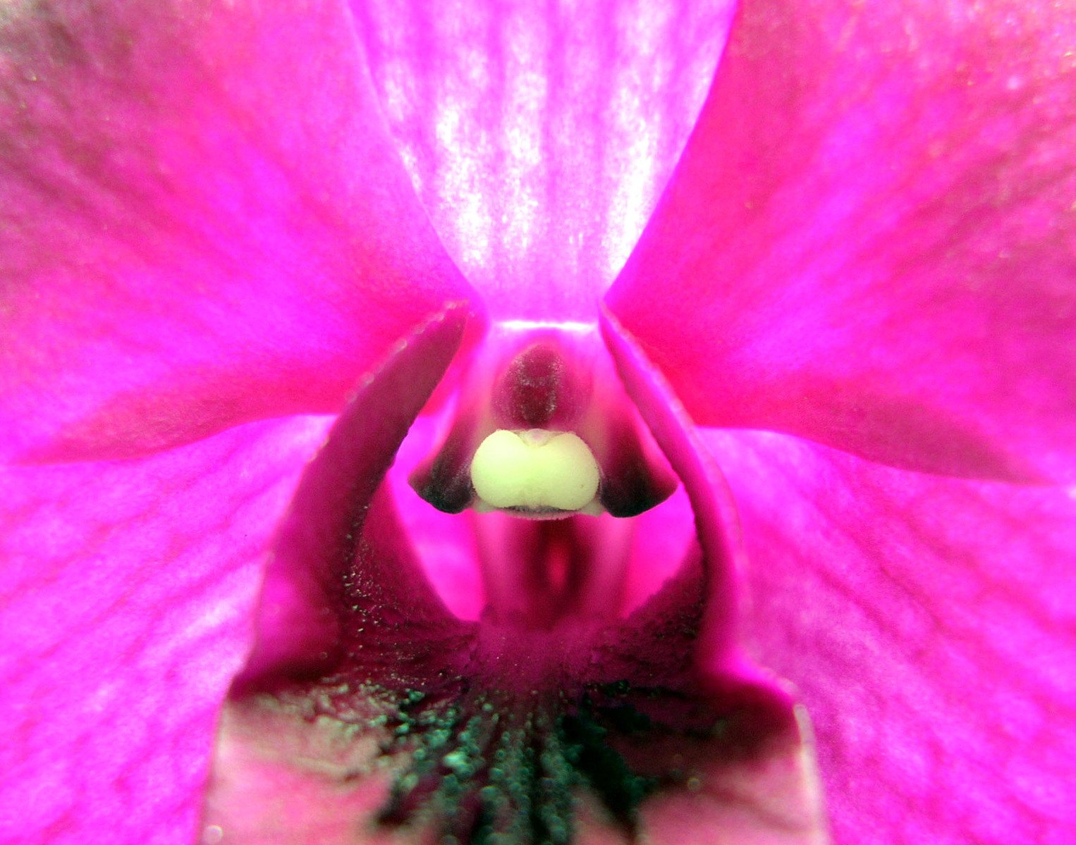 super-close-up-orchid-2-1530365.jpg