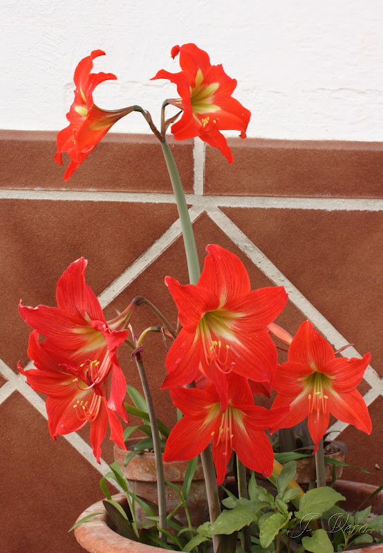 supremegarden+puniceum+cardoso+moreira.jpg