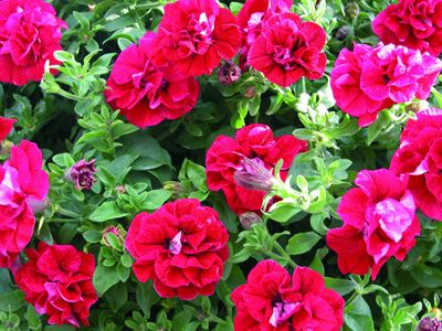Surfinia-Trailing-Double-Red.jpg