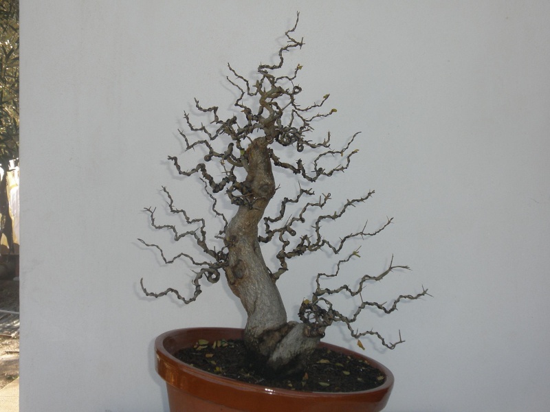 suro_026.jpg
