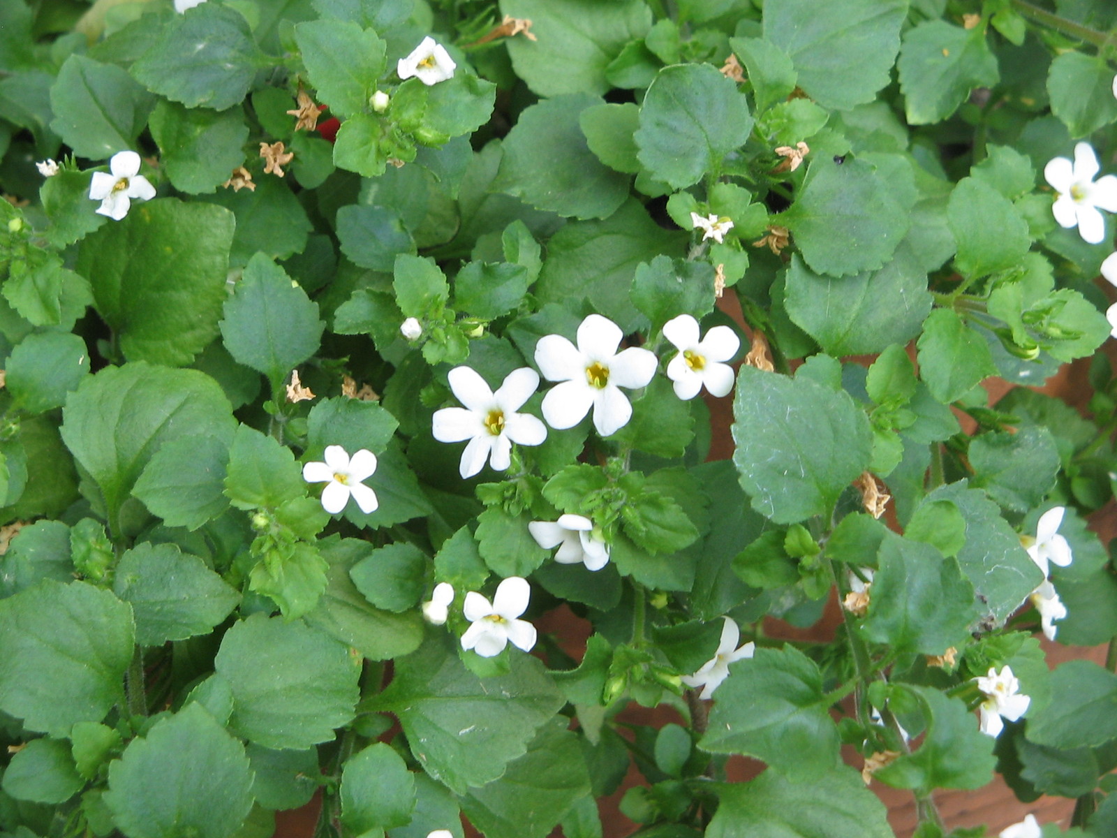 Sutera_cordata_Snowflake2.jpg