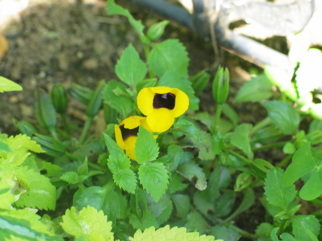 suziewongtorenia-1.jpg
