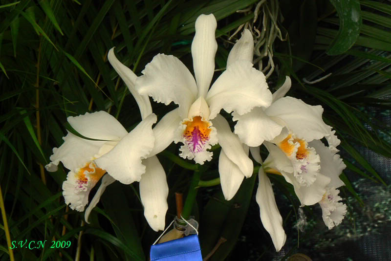 SVCN_2009_Catt_001.jpg