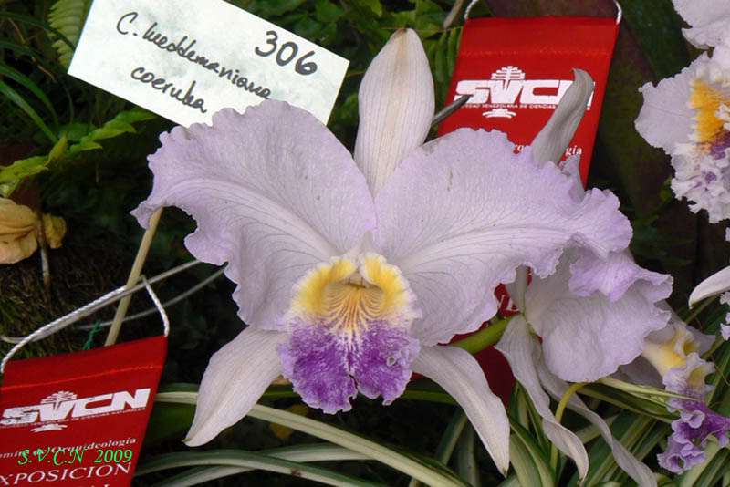 SVCN_2009_Catt_002.jpg