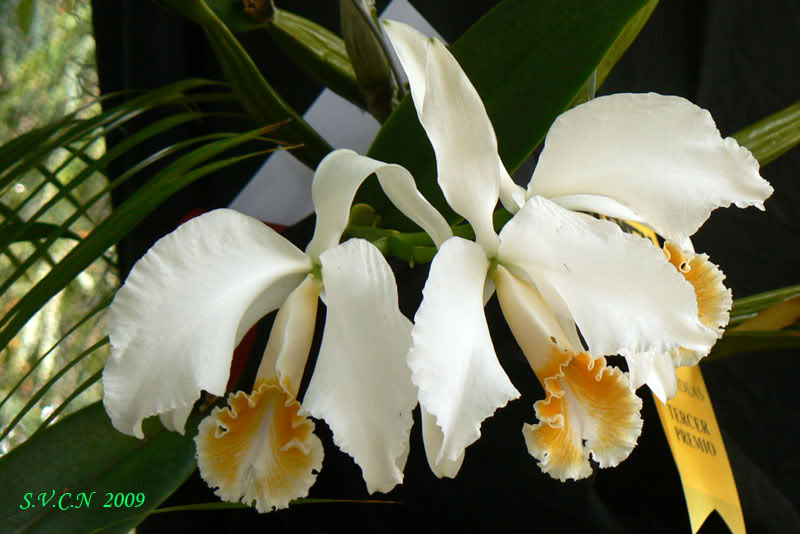 SVCN_2009_Catt_005.jpg