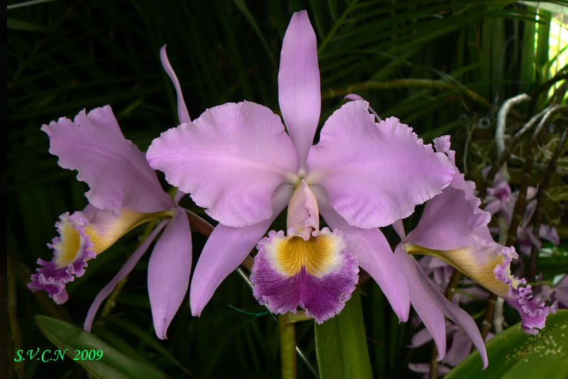 SVCN_2009_Catt_008.jpg
