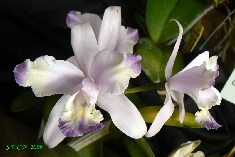 SVCN_2009_Catt_009.jpg