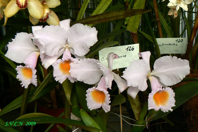 SVCN_2009_Catt_014.jpg
