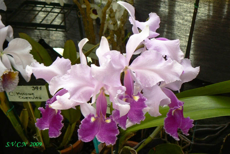 SVCN_2009_Catt_016.jpg
