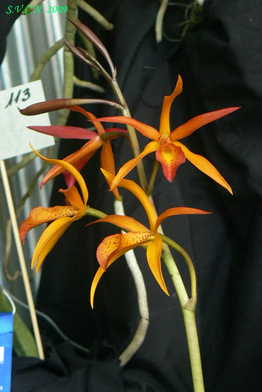 SVCN_2009_Catt_017.jpg