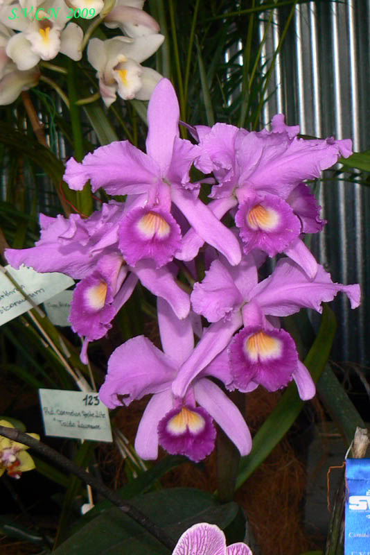 SVCN_2009_Catt_019.jpg