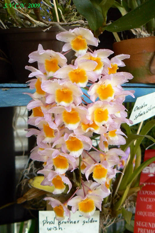 SVCN_2009_den_008.jpg