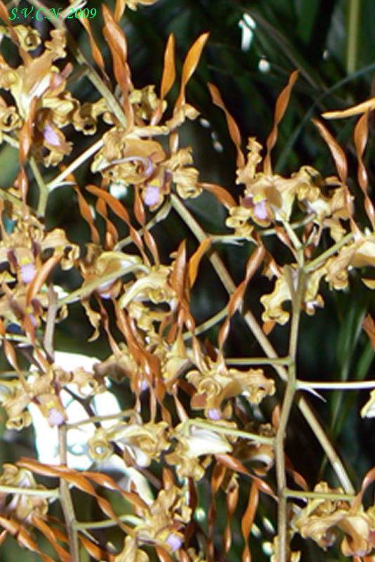 SVCN_2009_den_009.jpg