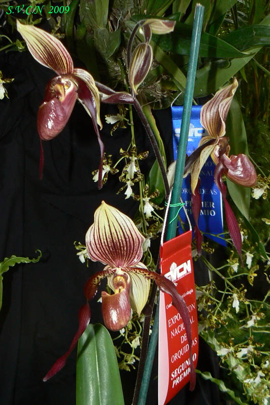 SVCN_2009_otras_005.jpg