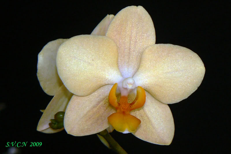 SVCN_2009_phal_001.jpg
