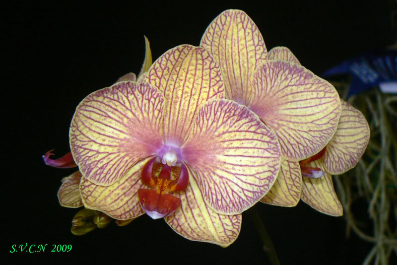 SVCN_2009_phal_002.jpg