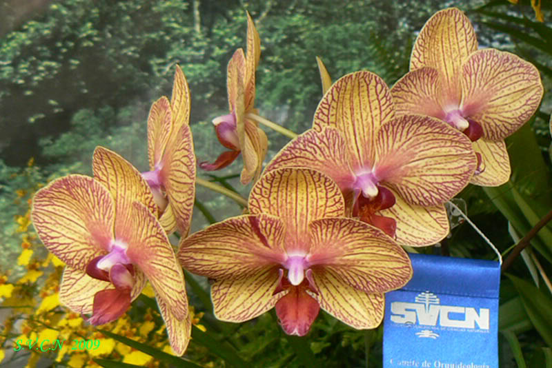 SVCN_2009_phal_003.jpg